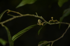 Orophea erythrocarpa