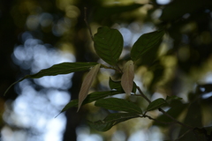 Orophea erythrocarpa