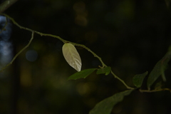 Orophea erythrocarpa