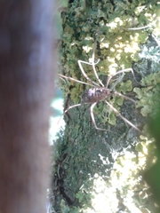 Phalangium opilio