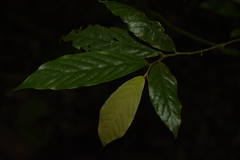 Orophea erythrocarpa