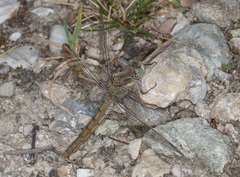 Orthetrum brunneum