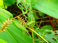 Achyranthes longifolia