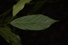 Orophea erythrocarpa