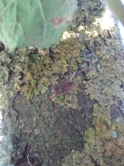 Phalangium opilio