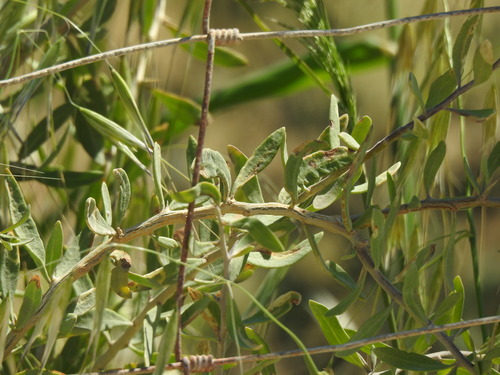 Lycium europaeum