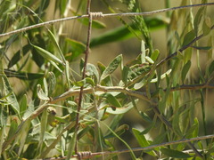 Lycium europaeum