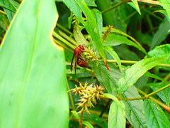 Polistes tenebricosus