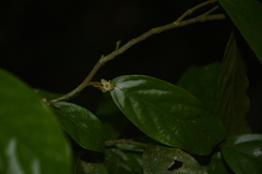 Orophea erythrocarpa