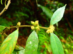 Lasianthus curtisii