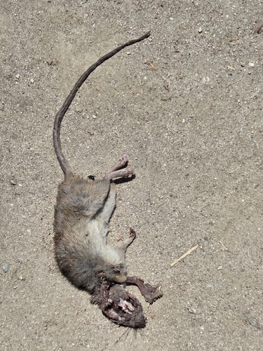 iNaturalist observation photo of Black Rat