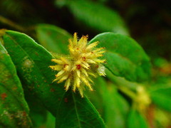 Lasianthus curtisii