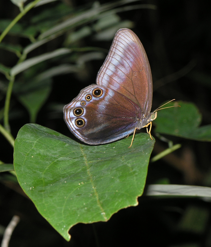 Scarce Catseye