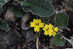 Goodenia hederacea