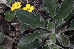 Goodenia hederacea