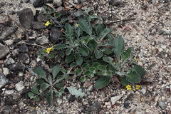 Goodenia hederacea