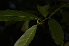 Orophea erythrocarpa