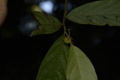 Orophea erythrocarpa