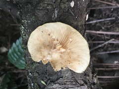 Crepidotus praecipuus