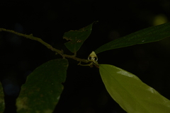 Orophea erythrocarpa