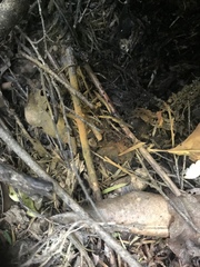 Crepidotus praecipuus