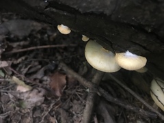 Crepidotus praecipuus