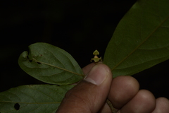 Orophea erythrocarpa