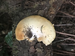 Crepidotus praecipuus