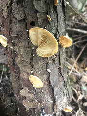 Crepidotus praecipuus