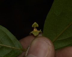 Orophea erythrocarpa