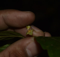 Orophea erythrocarpa