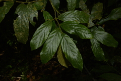 Orophea erythrocarpa