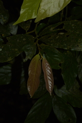 Orophea erythrocarpa