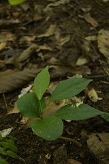 Cleidion spiciflorum