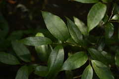Orophea thomsonii