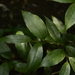 Orophea thomsonii - Photo 由 Siddarth Machado 所上傳的 (c) Siddarth Machado，保留部份權利CC BY