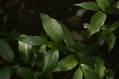 Orophea thomsonii