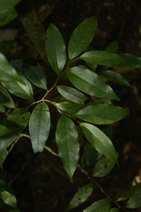 Orophea thomsonii