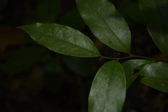 Orophea thomsonii