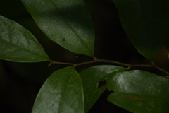Orophea thomsonii