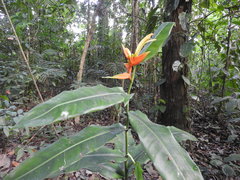 Heliconia aurantiaca