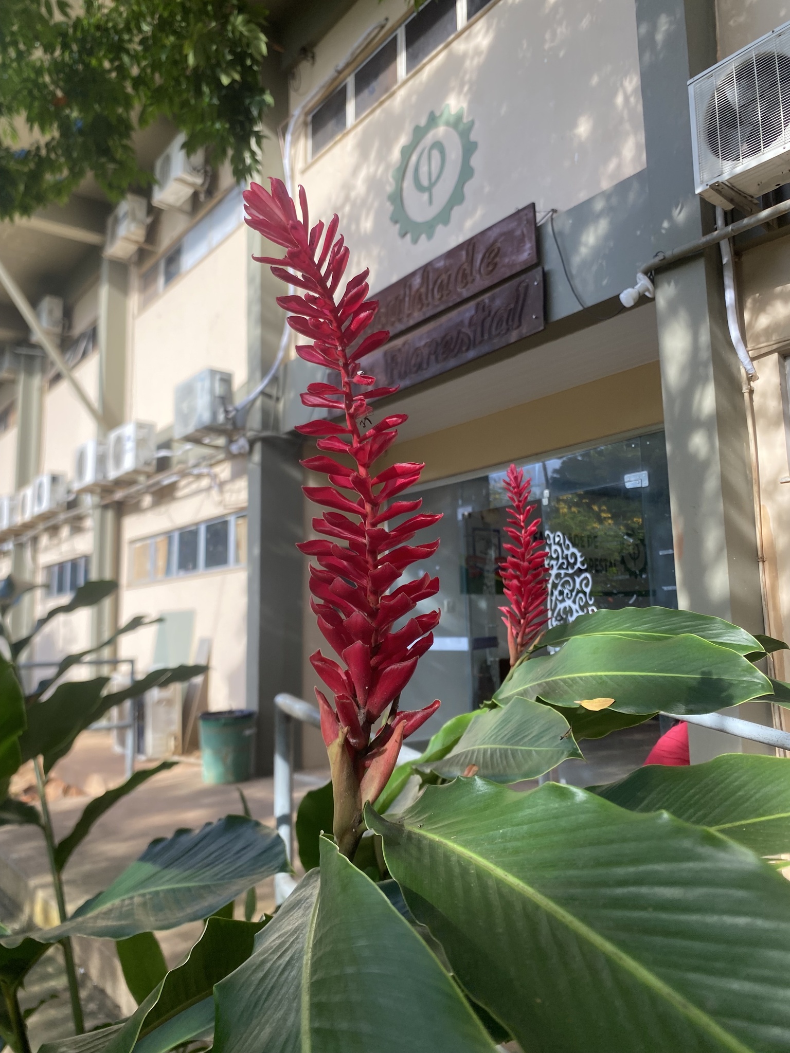 Alpinia purpurata
