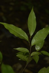 Orophea thomsonii