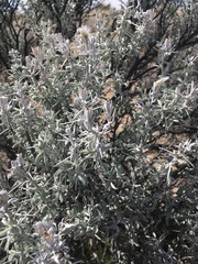 Tetradymia stenolepis