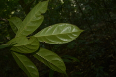 Symplocos macrophylla rosea