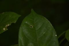 Symplocos macrophylla rosea