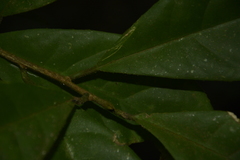 Symplocos macrophylla rosea