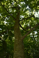 Symplocos macrophylla rosea