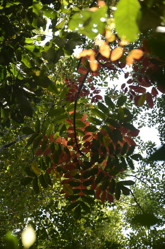 Image of Black Dhup (Canarium strictum) by (c) Siddarth Machado, some rights reserved (CC BY)