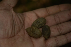 Mastixia (Mastixia arborea)
